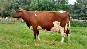 Ayrshire: Nectar