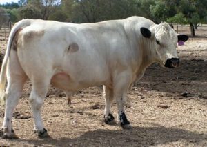 Beef Sires: Zaccariah