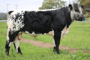 Beef Sires: Storm (p)