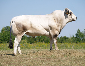Beef Sires: Primo