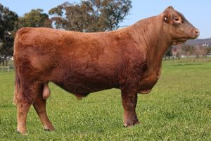 Beef Sires: Cool beau