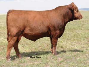 Beef Sires: Mjb united