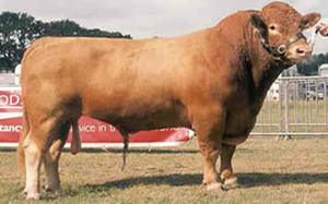 Beef Sires: Solomon