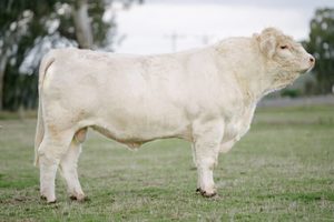Beef Sires: Executive J83 M371 (p)