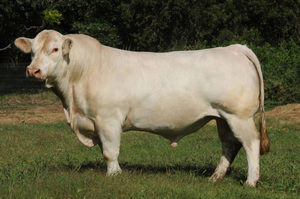 Beef Sires: Harvey H338 (p)
