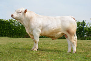 Beef Sires: Impala p