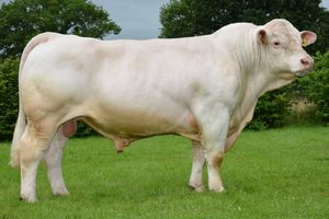 Beef Sires: Indou pp