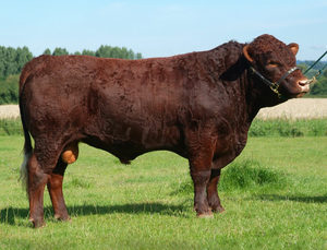 Beef Sires: Hamilton
