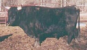 Beef Sires: Elijah