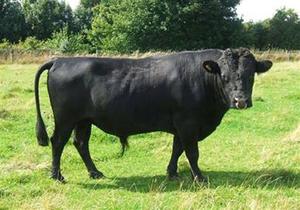 Beef Sires: Mackoy 5294