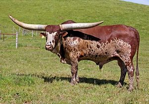 Beef Sires: Wolf