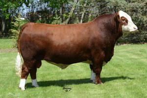 Beef Sires: Blaze 102Y