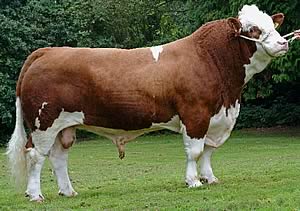 Beef Sires: Triton