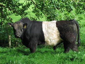 Beef Sires: Ficus