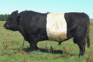 Beef Sires: Zula
