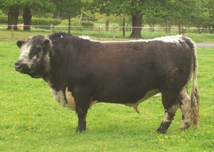 Beef Sires: Dunstan