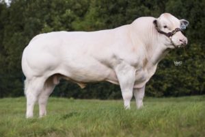 Beef Sires: Islay