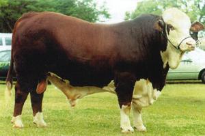 Beef Sires: Jason