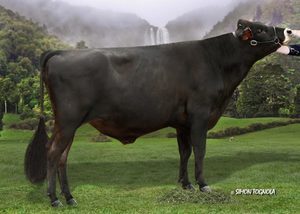 Dairy Sires: Tornado