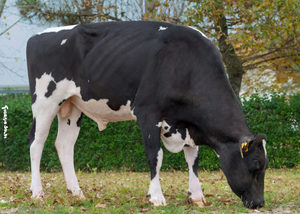 Dairy Sires: Leopardo (A22)