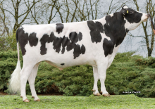 Dairy Sires: Irureta (A22)