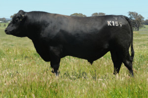 Angus: Kudos K159