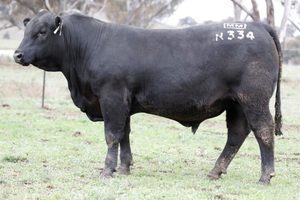 Angus: Nectar N334