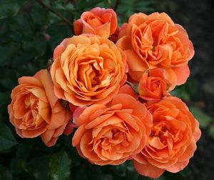 Products: Rose Phoenix