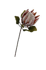 Flowers Foliage: Dried Protea Large