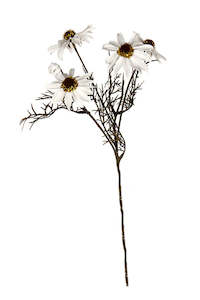 Flowers Foliage: Echinacea Spray