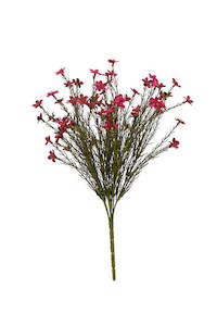 Wax Flower Bush - Magenta