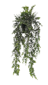 Potted Hanging Eucalyptus - Grey/Green