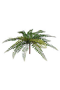 Northern Maidenhair Fern