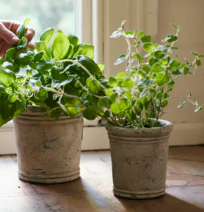 Vases Planters: Gris Planter