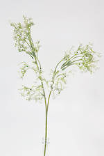 Gypsophila Spray
