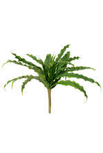 Flowers Foliage: Birds Nest Fern