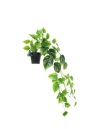 Hanging Philodendron