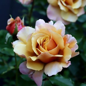 Rose: Caramel Swirl