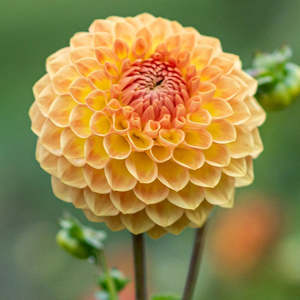 Blyton Softer Gleam