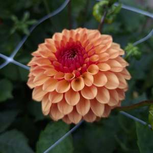 Dahlia: Bonanza