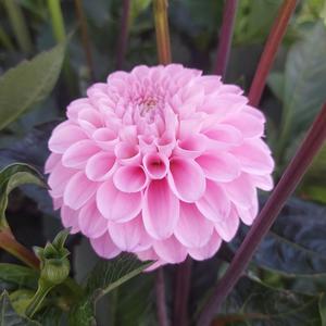 Dahlia: Wizard of Oz