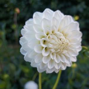White Aster