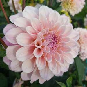 Dahlia: Sweet Nathalie