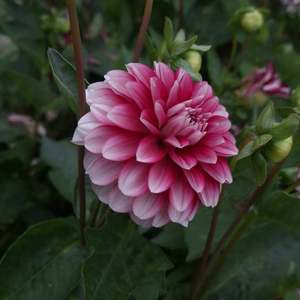 Dahlia: Strawberry Cream