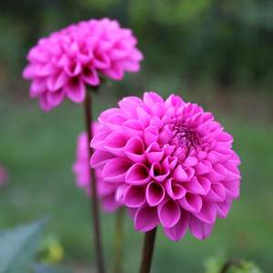 Dahlia: Stolze von Berlin