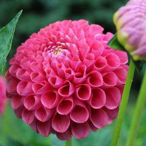 Dahlia: Jowey Frambo