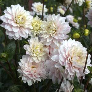 Dahlia: Silver Years