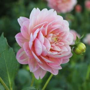 Dahlia: Rosemary Webb