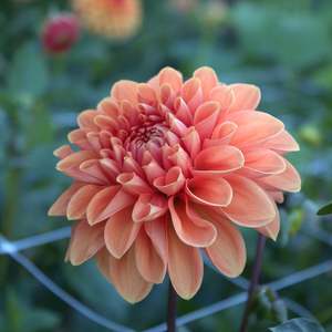 Dahlia: Portofino