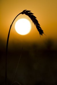 Products: Golden Wheat Sunset Glass Art - Glassography & Florals